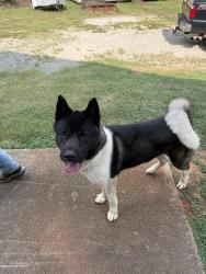 Found/Stray Male Dog last seen River Cove entrance, Social Circle, GA 30025