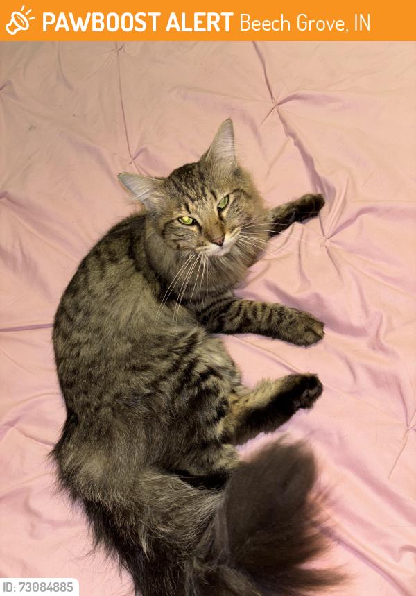 Found/Stray Unknown Cat last seen Beachgrove Little League, Beech Grove, IN 46107