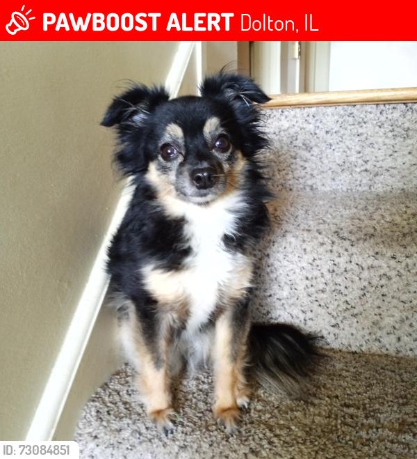 Lost Female Dog last seen 154th Martin Luther King Drive (use to be Chicago Rd.), Dolton, IL 60419