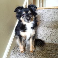 Lost Female Dog last seen 154th Martin Luther King Drive (use to be Chicago Rd.), Dolton, IL 60419