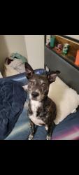 Lost Male Dog last seen Camulos/Olympic, Los Angeles, CA 90023
