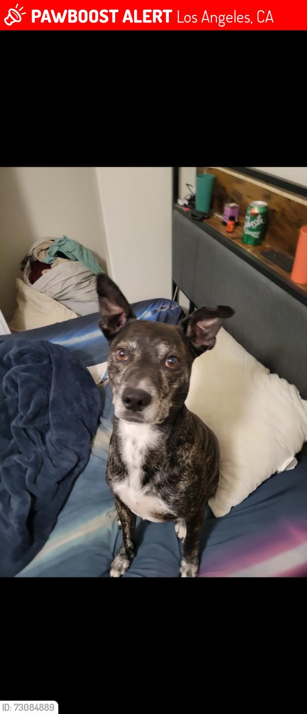 Lost Male Dog last seen Camulos/Olympic, Los Angeles, CA 90023