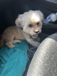 Reunited Male Dog last seen 119th s state, Chicago, IL 60628