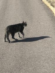 Found/Stray Unknown Cat last seen Pamela Baker Park in Eagle, Idaho, Eagle, ID 83616