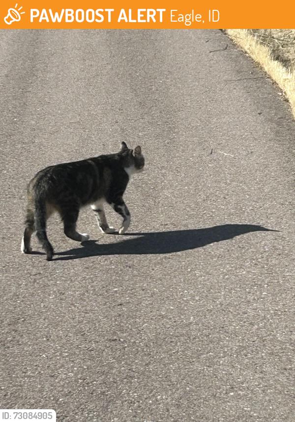 Found/Stray Unknown Cat last seen Pamela Baker Park in Eagle, Idaho, Eagle, ID 83616