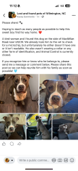 Reunited Male Dog last seen N McMillan ave. Near uncw, Wilmington, NC 28403