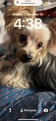 Reunited Male Dog last seen Monroe, Lowell, AR 72745