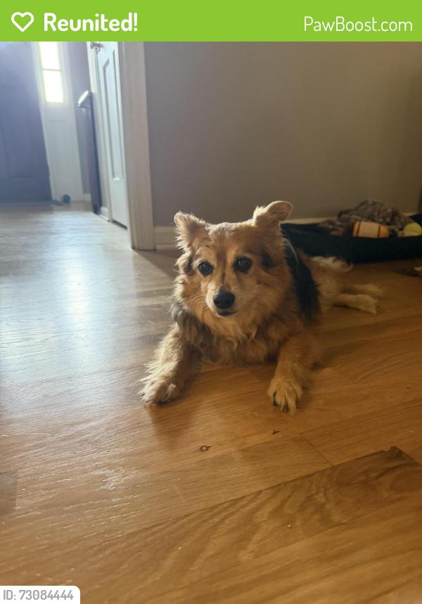 Reunited Female Dog last seen Holly Spring & Holly Creek Dr, Marietta, GA 30062