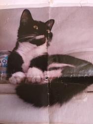 Lost Female Cat last seen Killick Street/Wharfdale Road, Greater London, England 