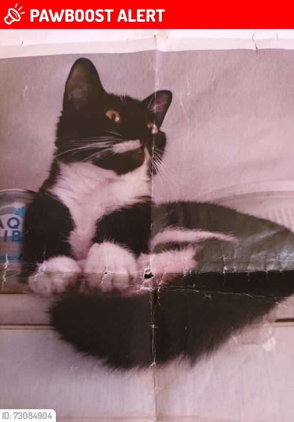 Lost Female Cat last seen Killick Street/Wharfdale Road, Greater London, England 