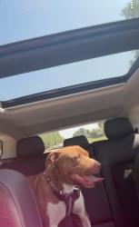 Reunited Female Dog last seen 137th Laramie , Crestwood, IL 60418