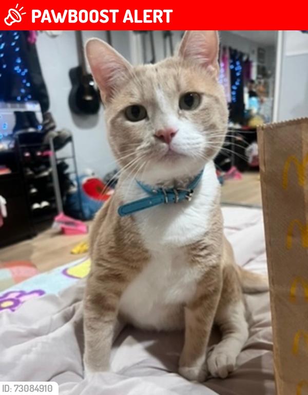 Lost Male Cat last seen N Salinas Ave and McKinley by 135th st, West Rancho Dominguez, CA 90059