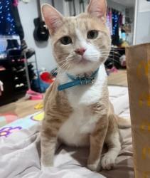Lost Male Cat last seen N Salinas Ave and McKinley by 135th st, West Rancho Dominguez, CA 90059