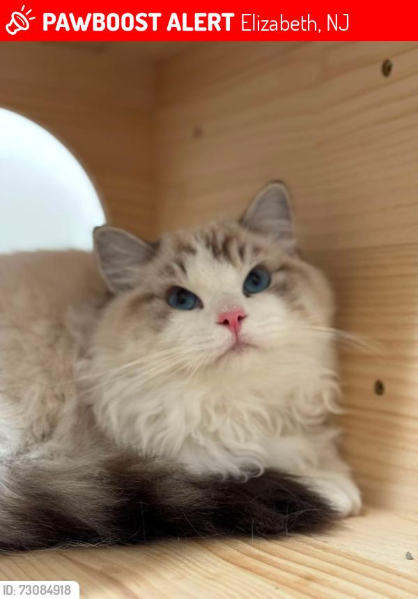 Lost Male Cat last seen Flora St and Spring St, Elizabeth, NJ 07201