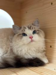 Lost Male Cat last seen Flora St and Spring St, Elizabeth, NJ 07201