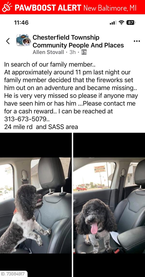 Lost Male Dog last seen 24 Mile and Sass, New Baltimore, MI 48047