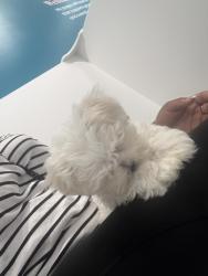 Lost Male Dog last seen Home, Homestead, FL 33033