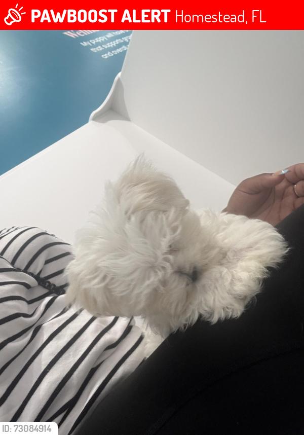 Lost Male Dog last seen Home, Homestead, FL 33033