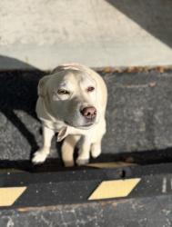 Reunited Female Dog last seen W sunrise blvd, Plantation, FL 33322