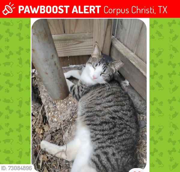 Lost Female Cat last seen Leopard & Mueller, Corpus Christi, TX 78408