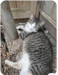 Lost Female Cat last seen Leopard & Mueller, Corpus Christi, TX 78408