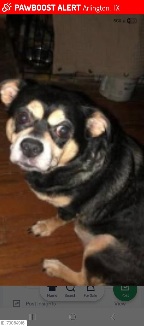 Lost Male Dog last seen Collins and park row, Arlington, TX 76010