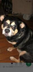 Lost Male Dog last seen Collins and park row, Arlington, TX 76010
