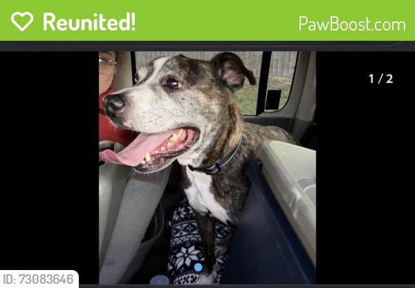 Reunited Male Dog last seen Near brechner st , Brooksville, FL 34609