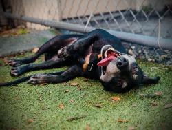 Shelter Stray Male Dog last seen , 2769 Conroy Rd, Orlando, FL 32839, USA