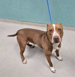 Shelter Stray Male Dog last seen Near SAGUARO DR, SUN VALLEY NV 89433, 2825 Longley Ln Suite A, Reno, NV 89502, USA
