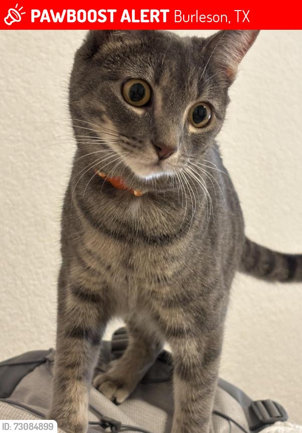 Lost Female Cat last seen Adeline Dr, Burleson, TX 76028