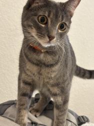 Lost Female Cat last seen Adeline Dr, Burleson, TX 76028