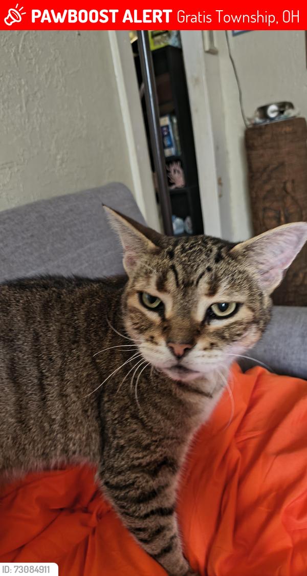 Lost Male Cat last seen Gas station , Gratis Township, OH 45311