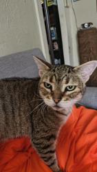 Lost Male Cat last seen Gas station , Gratis Township, OH 45311