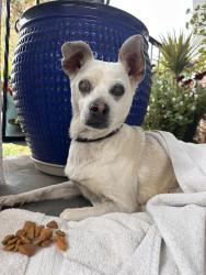 Found/Stray Male Dog last seen 66th st. And south st. Andrews pl, Los Angeles, CA 90047