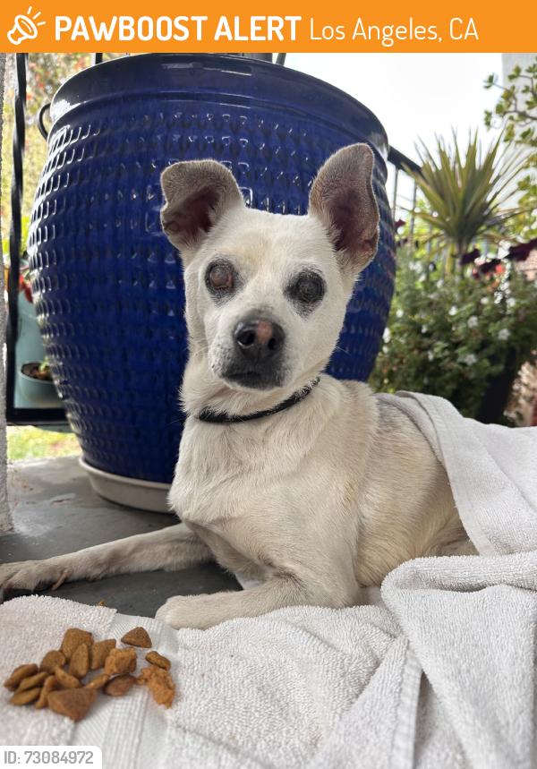 Found/Stray Male Dog last seen 66th st. And south st. Andrews pl, Los Angeles, CA 90047