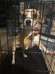 Found/Stray Male Dog last seen Nw expressway and 63rd, Oklahoma City, OK 73112