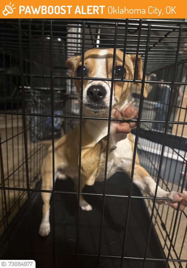 Found/Stray Male Dog last seen Nw expressway and 63rd, Oklahoma City, OK 73112