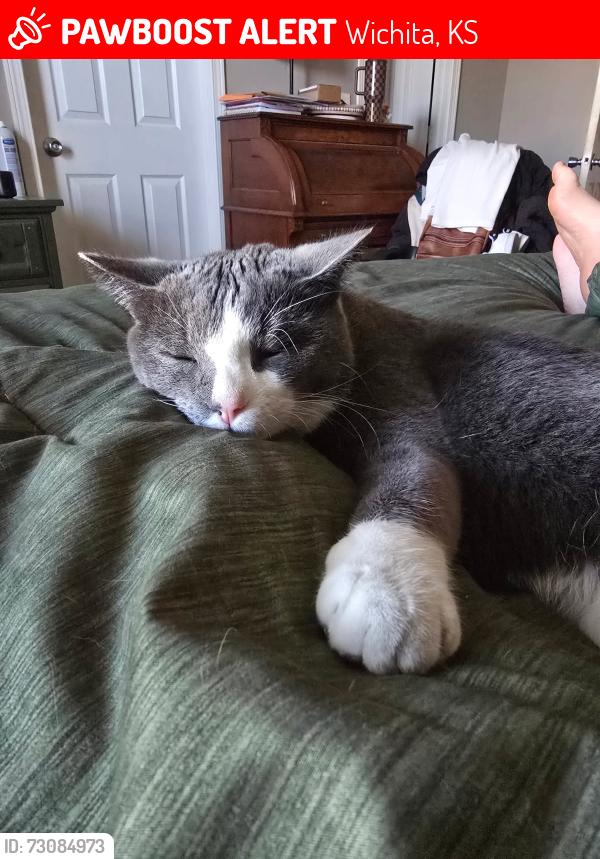 Lost Male Cat last seen Slope St. West side High point west, Wichita, KS 67235