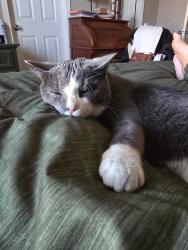 Lost Male Cat last seen Slope St. West side High point west, Wichita, KS 67235