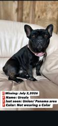 Lost Female Dog last seen Panama/Union area, Bakersfield, CA 93307