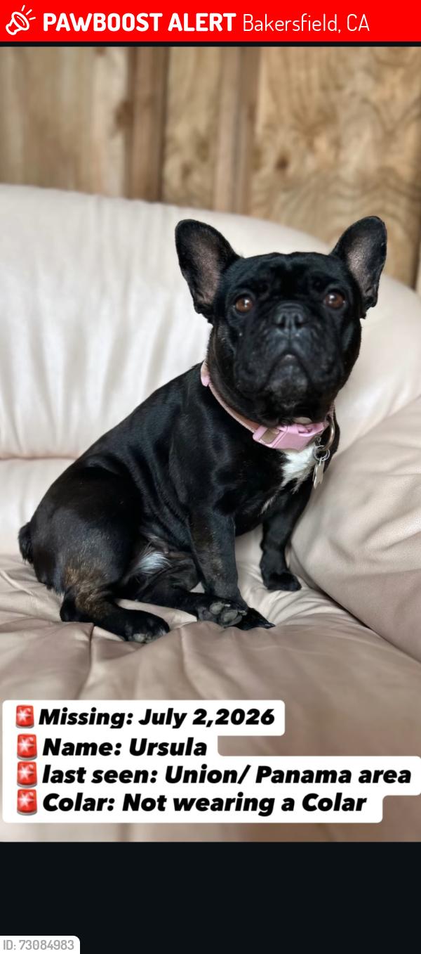 Lost Female Dog last seen Panama/Union area, Bakersfield, CA 93307