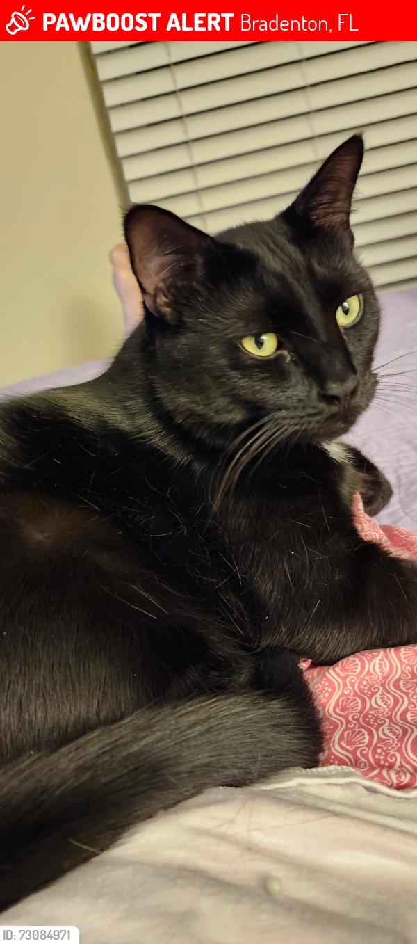 Lost Male Cat last seen 45th and 36 Ave West, Bradenton, FL 34210