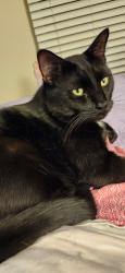 Lost Male Cat last seen 45th and 36 Ave West, Bradenton, FL 34210