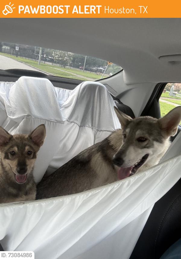 Found/Stray Female Dog last seen Meridian and niles st., Houston, TX 77017