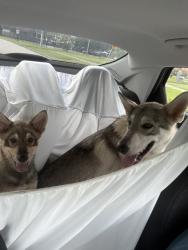 Found/Stray Female Dog last seen Meridian and niles st., Houston, TX 77017