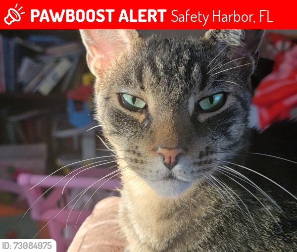 Lost Male Cat last seen Phillipe parkway, Safety Harbor, FL 34695
