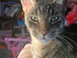 Lost Male Cat last seen Phillipe parkway, Safety Harbor, FL 34695
