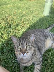 Lost Female Cat last seen S Charlton St. & Pope St. & Payne Street Bakehouse & Breslin Park, Louisville, KY 40206