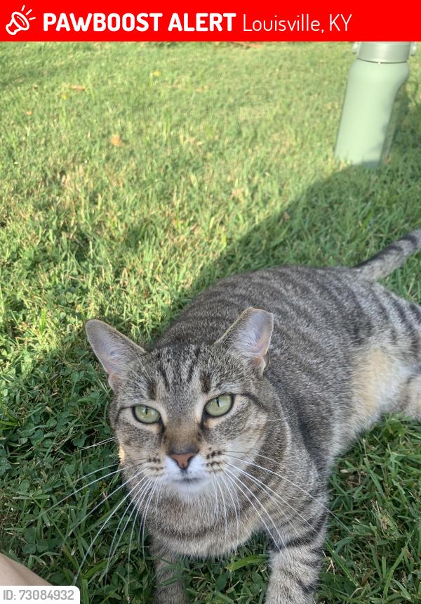 Lost Female Cat last seen S Charlton St. & Pope St. & Payne Street Bakehouse & Breslin Park, Louisville, KY 40206